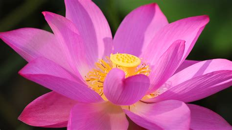 beautiful lotus images|lotus flower 4k wallpaper.